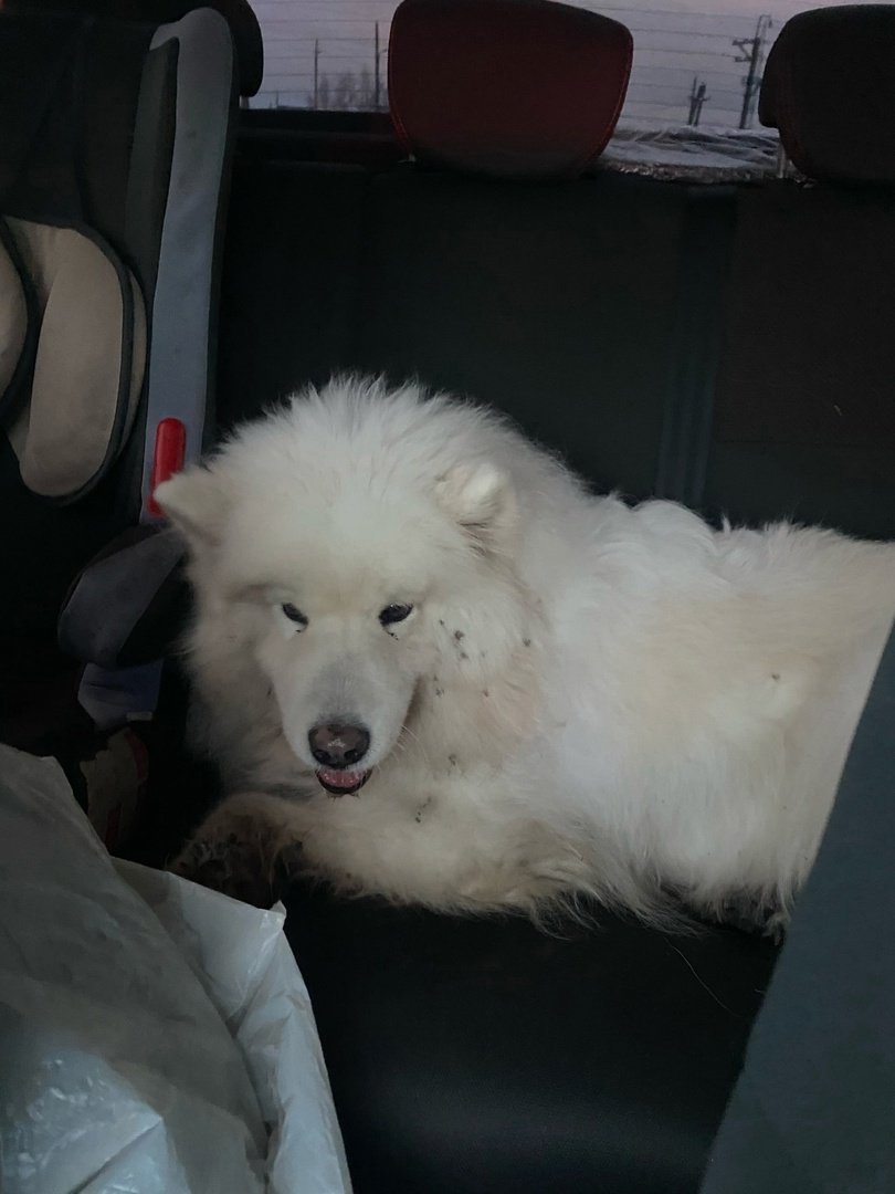 Стаффордширский терьер Мерль