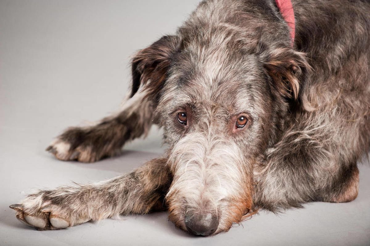 Самая запрещенная порода собак везде