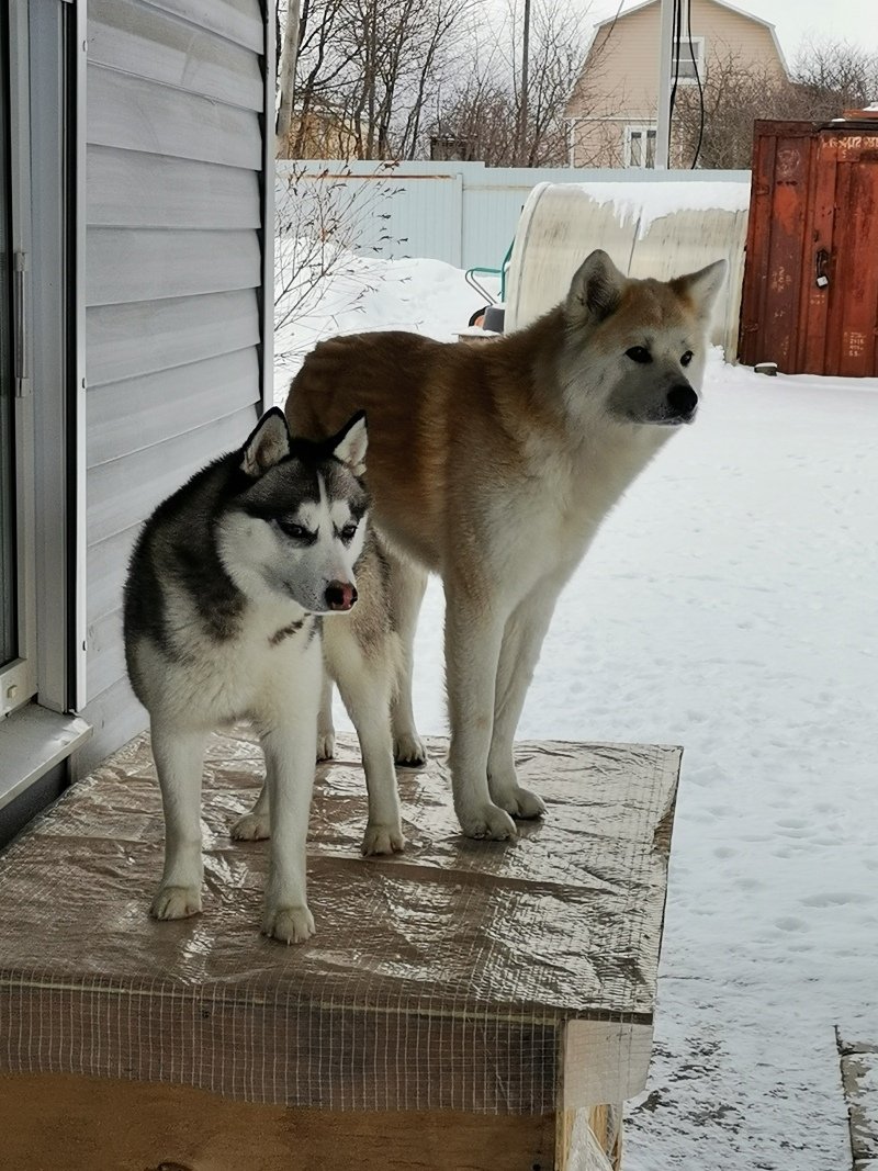 Американский питбультерьер опасная собака