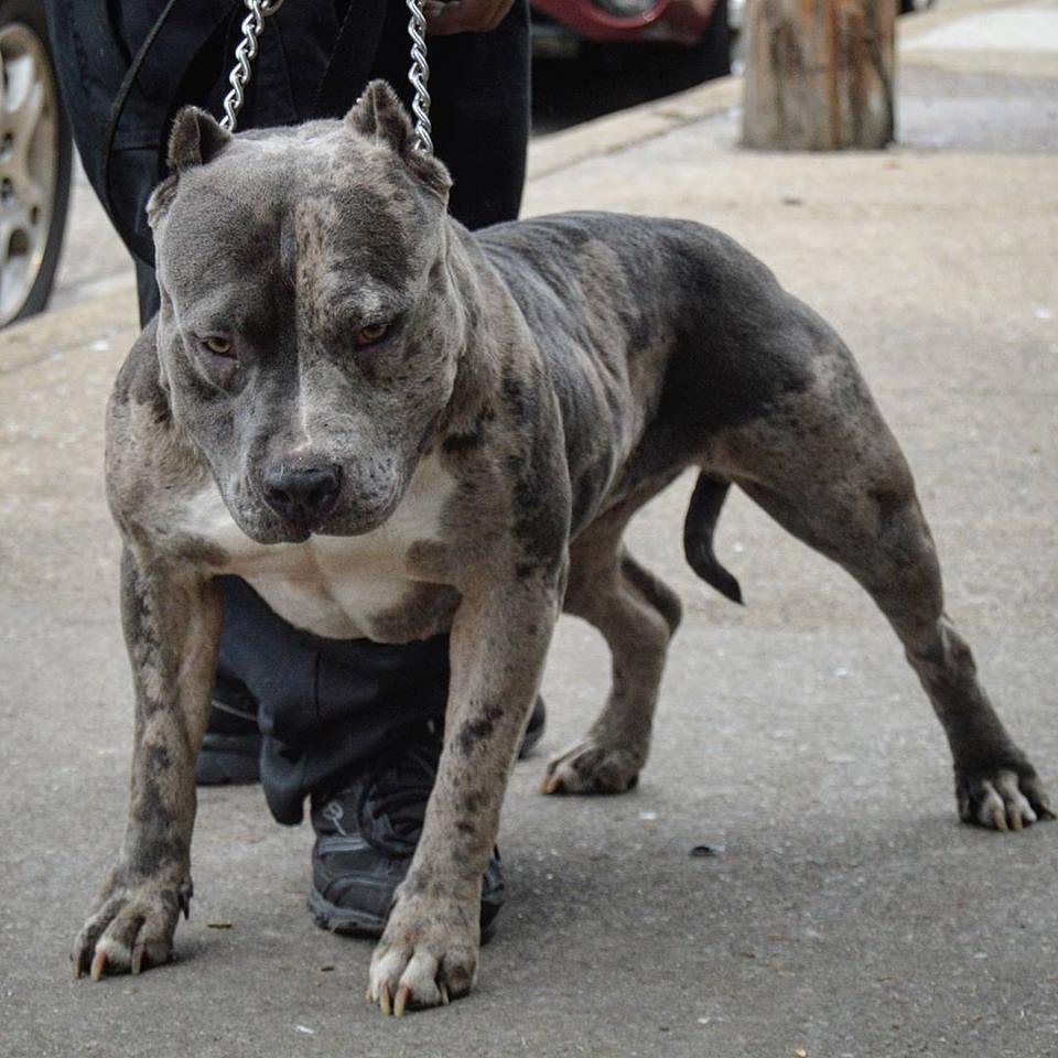 Американский питбультерьер Мерль