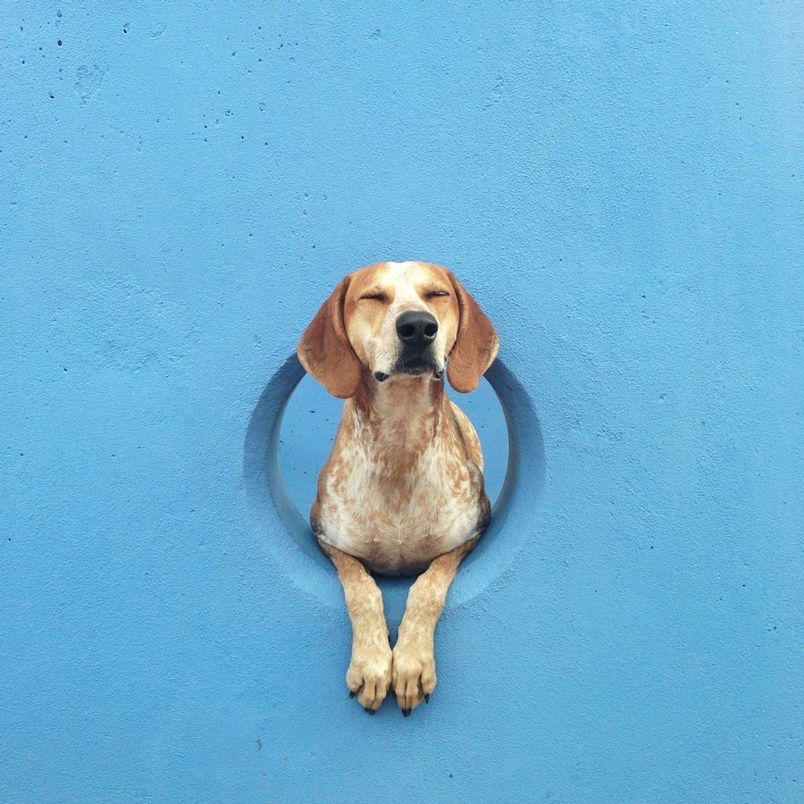 Доберман Эстетика