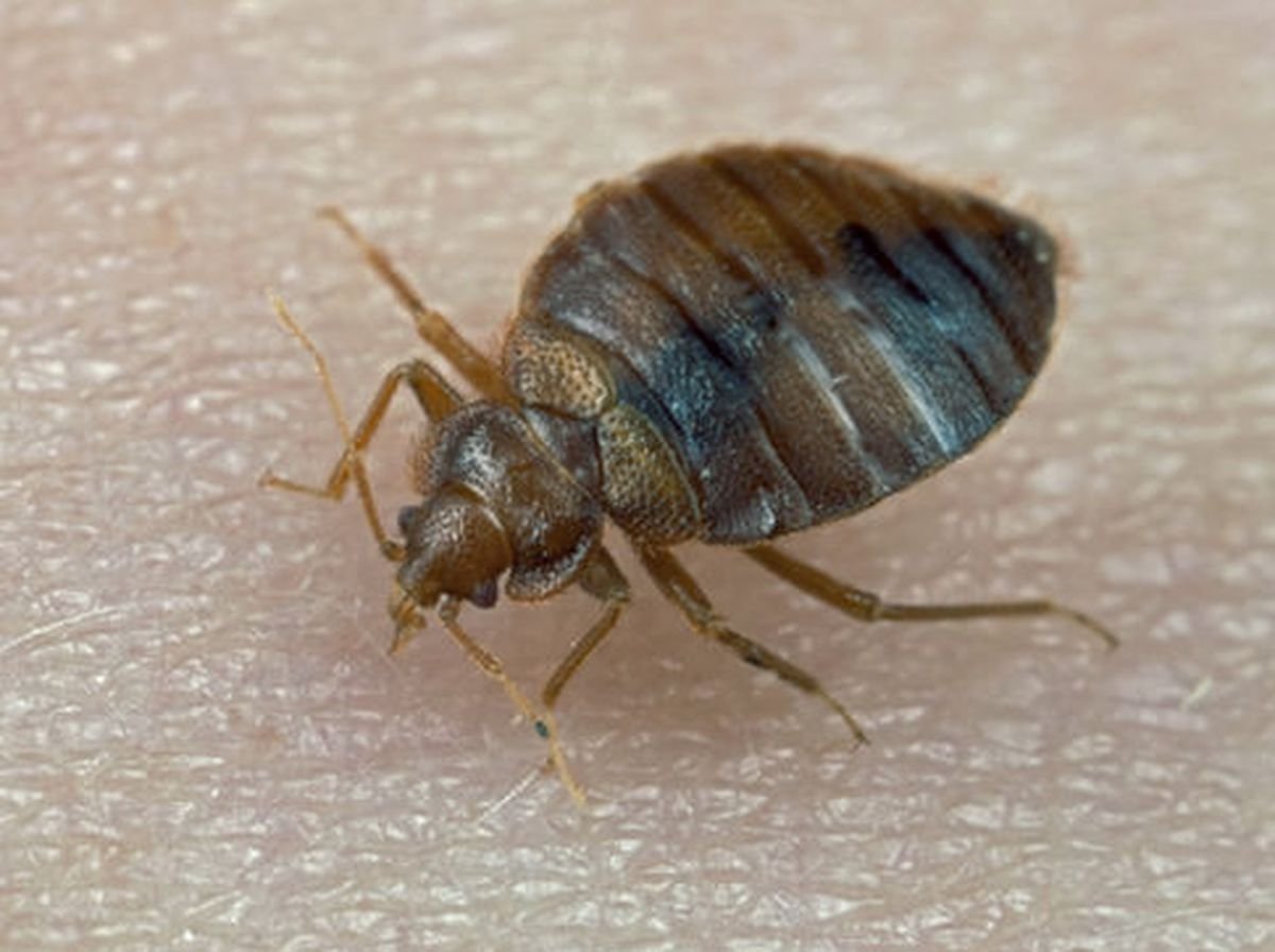 Цикл развития постельного клопа