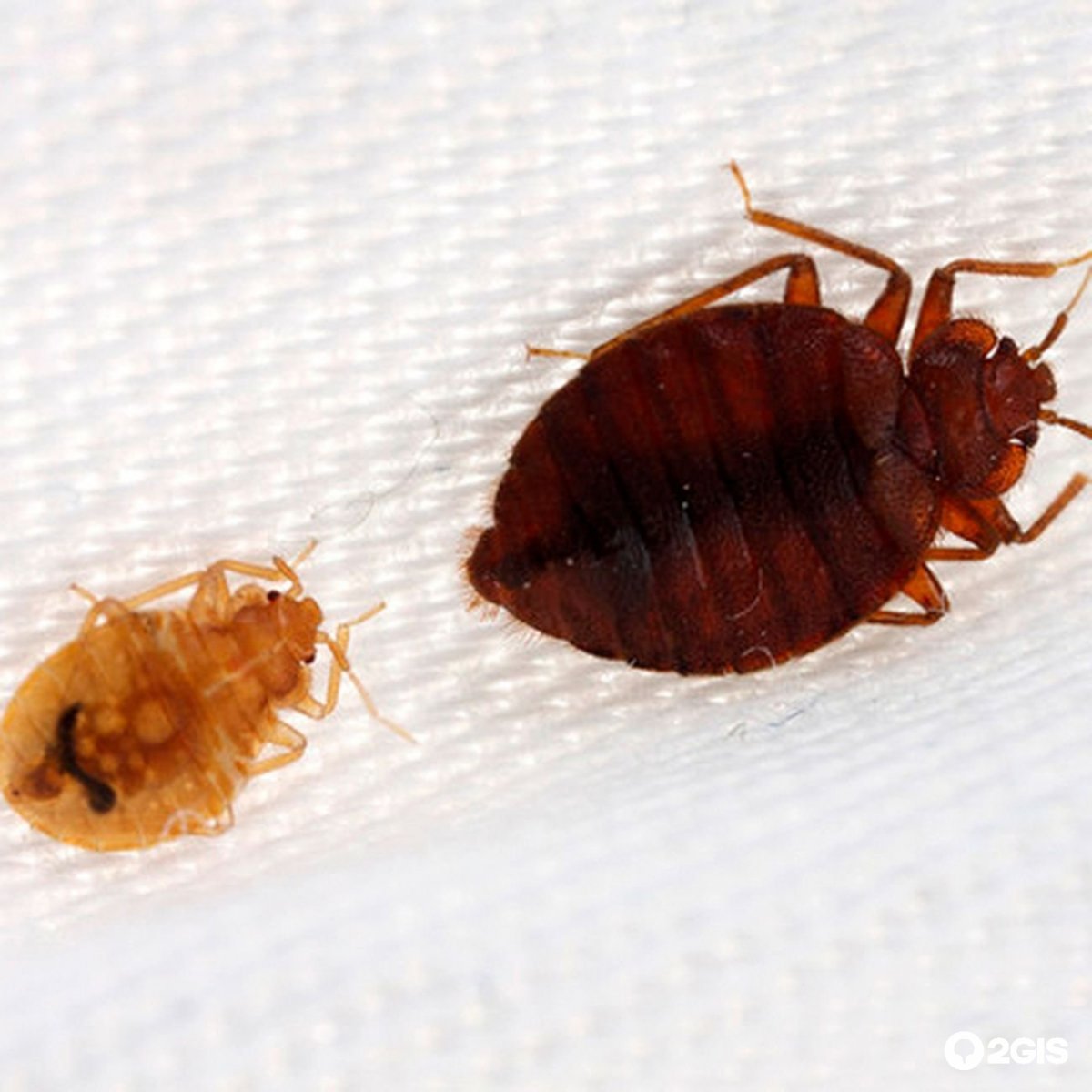 Мокрица Жук личинки