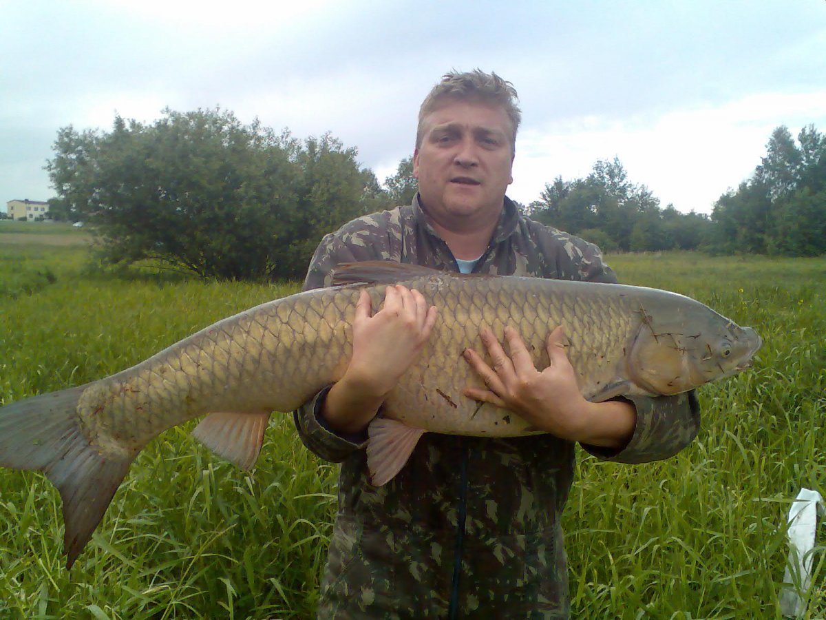 Конь Трегуб рыба