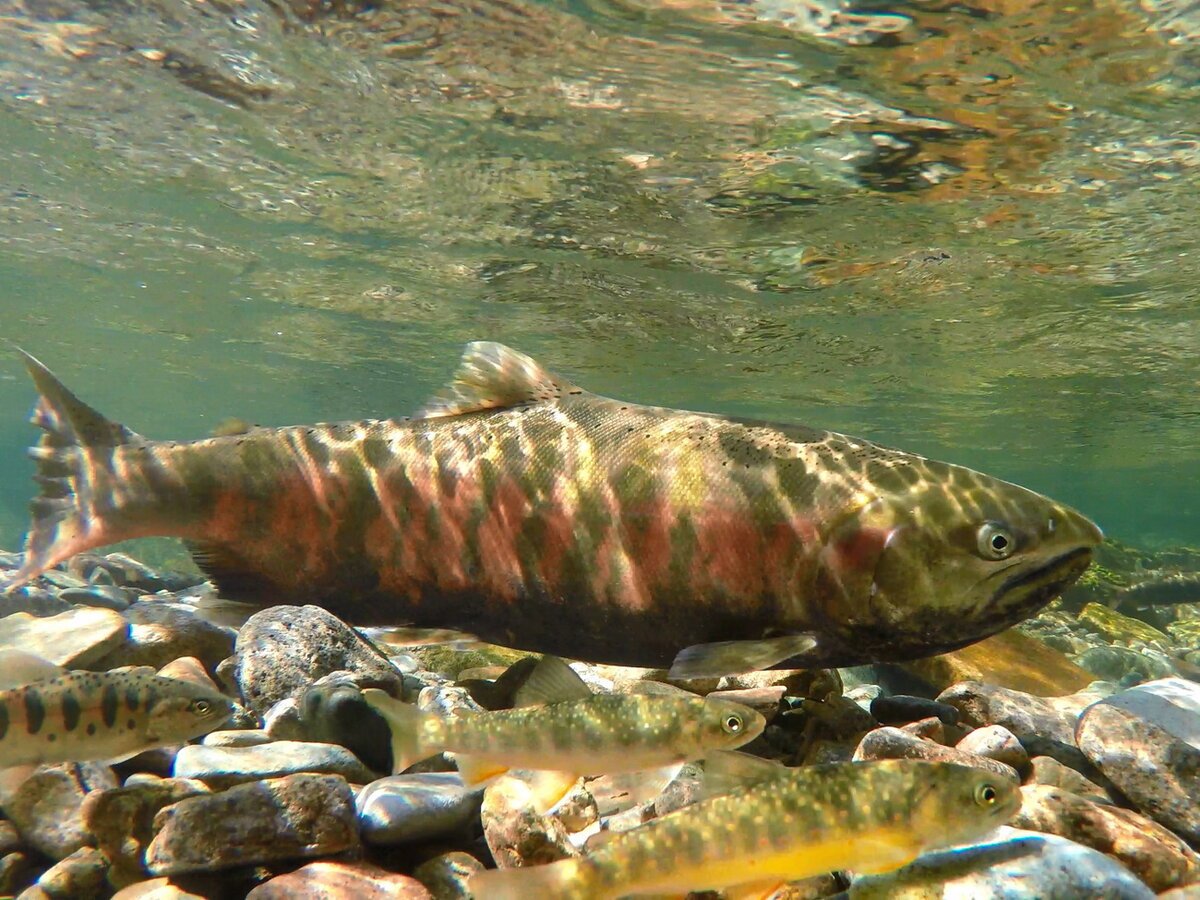 Лосось Приморский край Сима