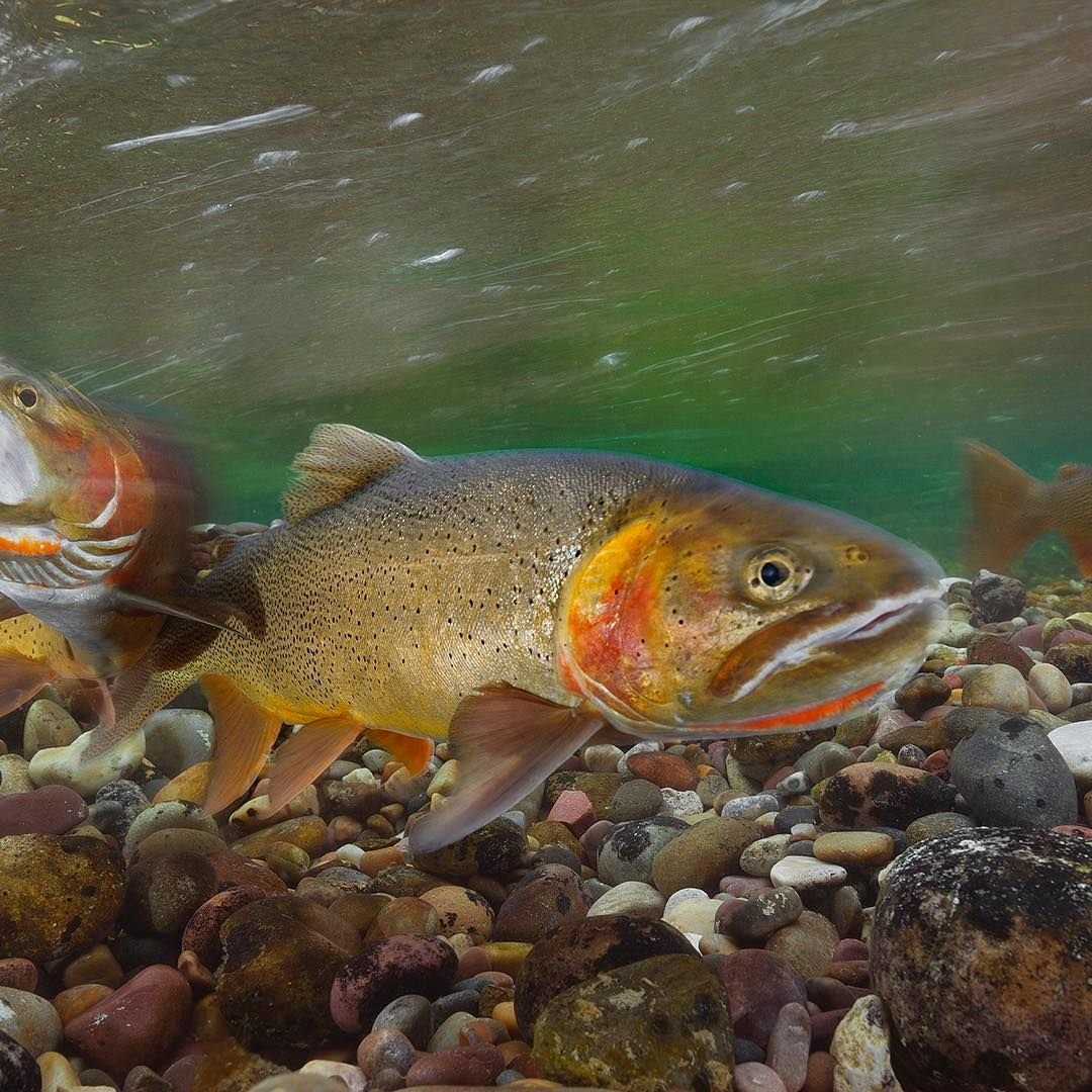 Щука лосось окунь форель