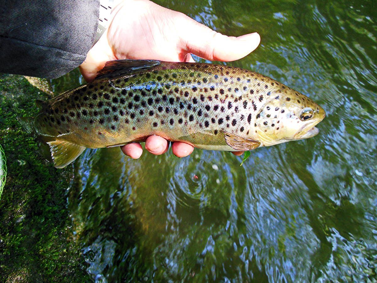 Ручейная форель
