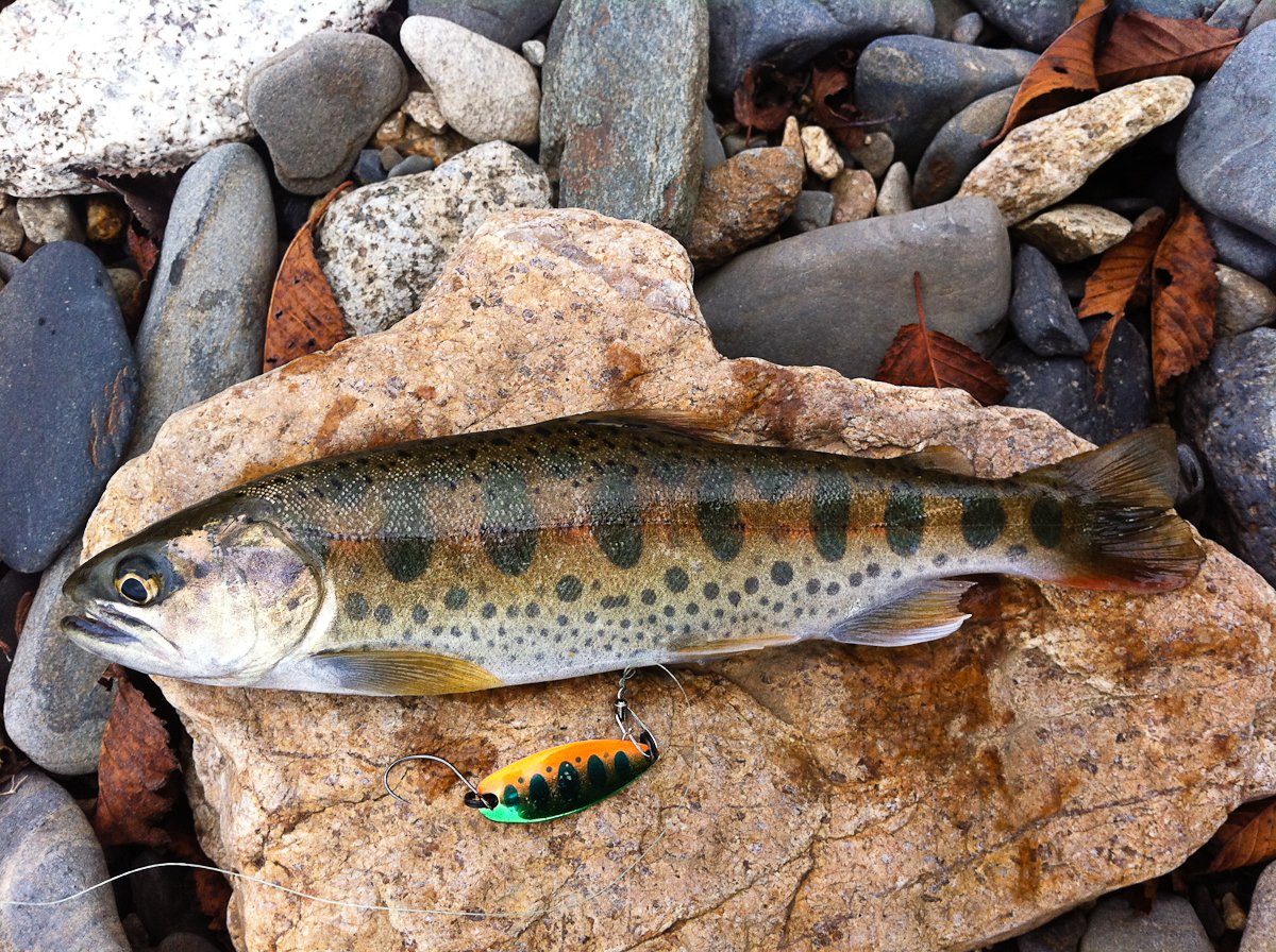 Кумжа ручьевая форель