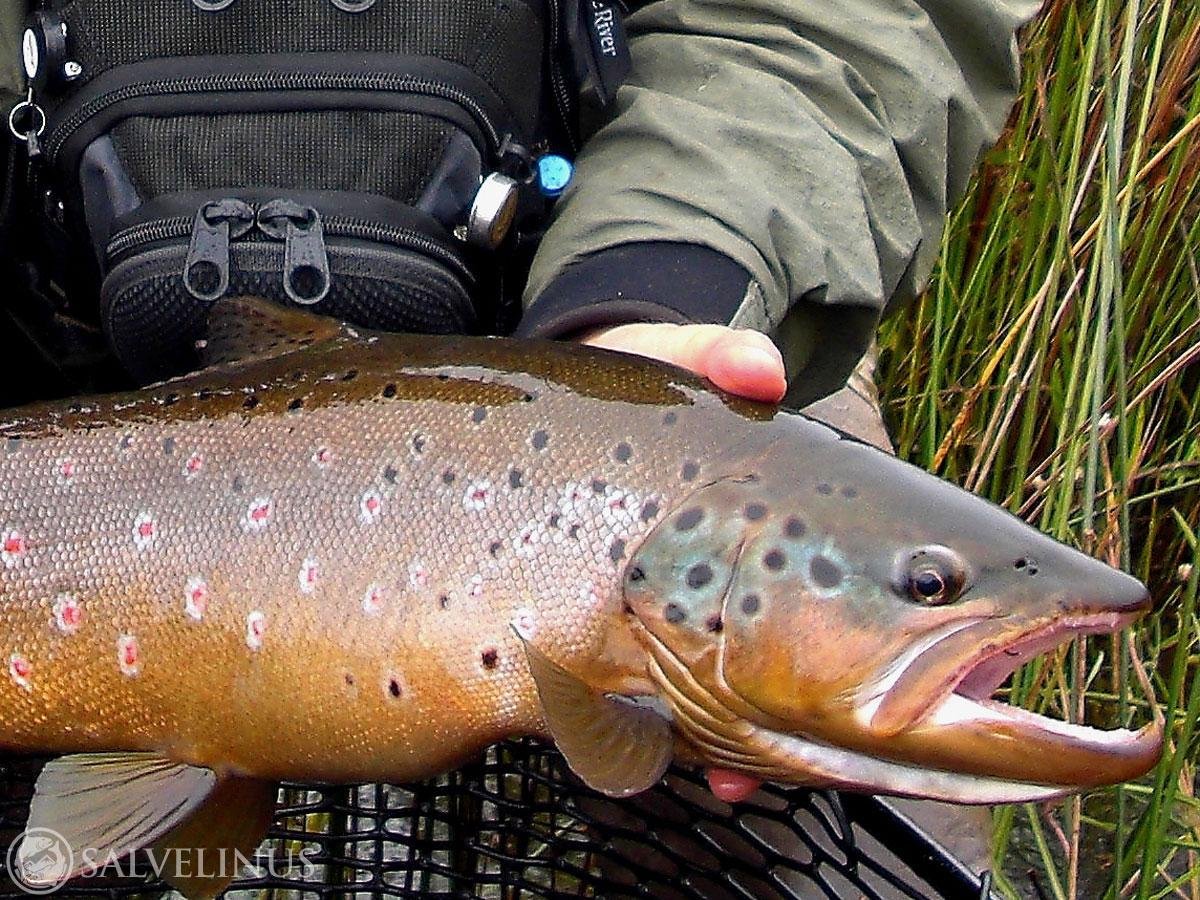 Каспийская кумжа
