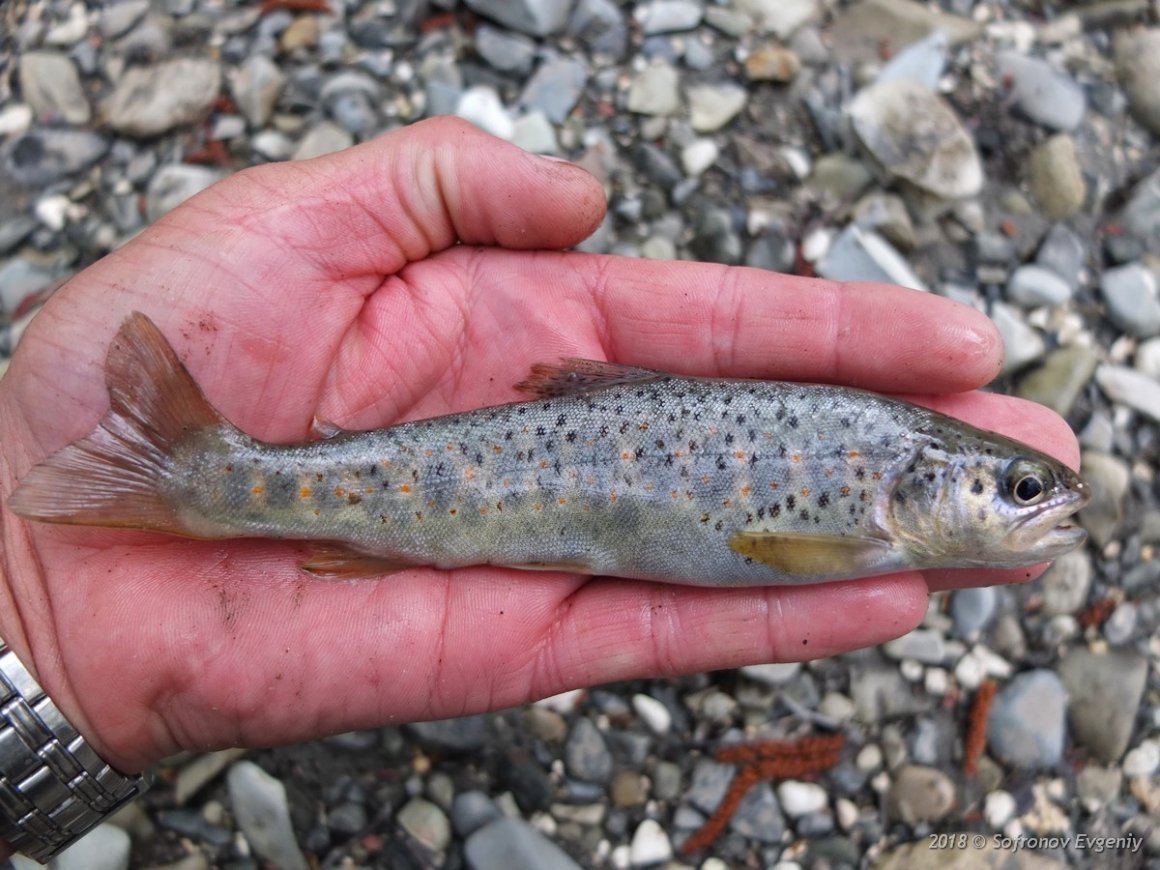 Форель пеструшка малек