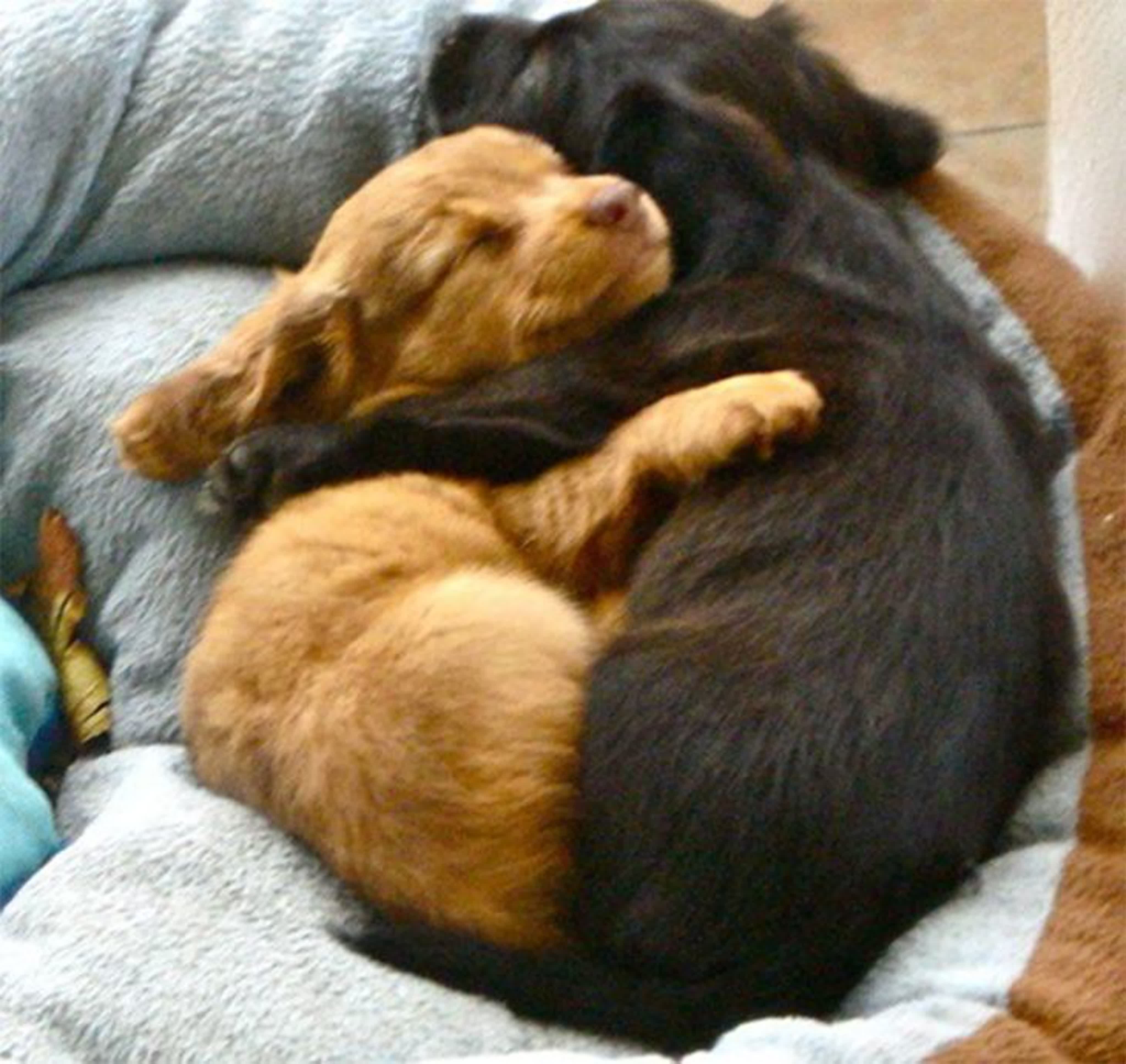 Собаки вместе спят. Собаки спят в обнимку. Щенки спят в обнимку. Объятия животных.