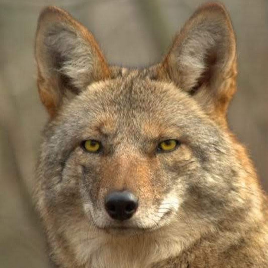 Луговой волк canis Latrans