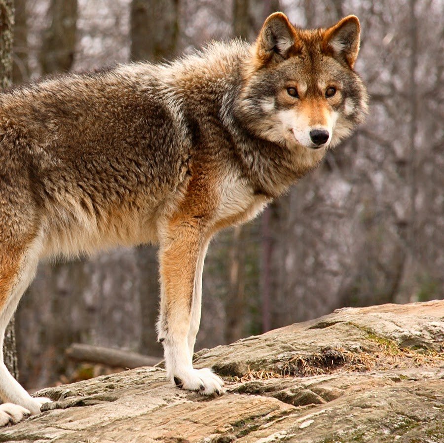 Койот в пустыне Мохаве