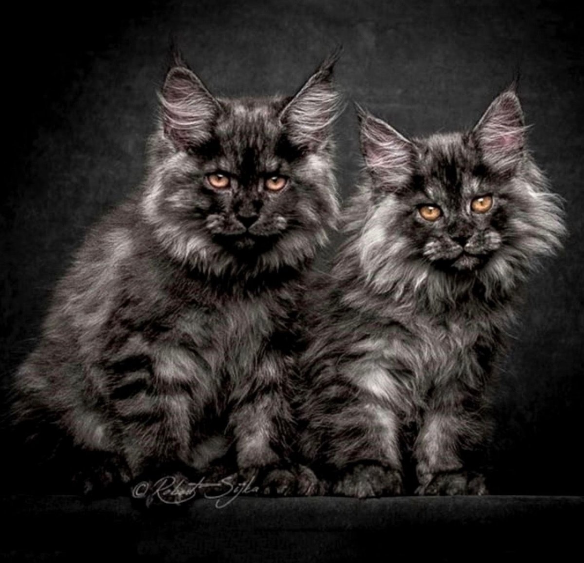 Robert Sijka фотограф