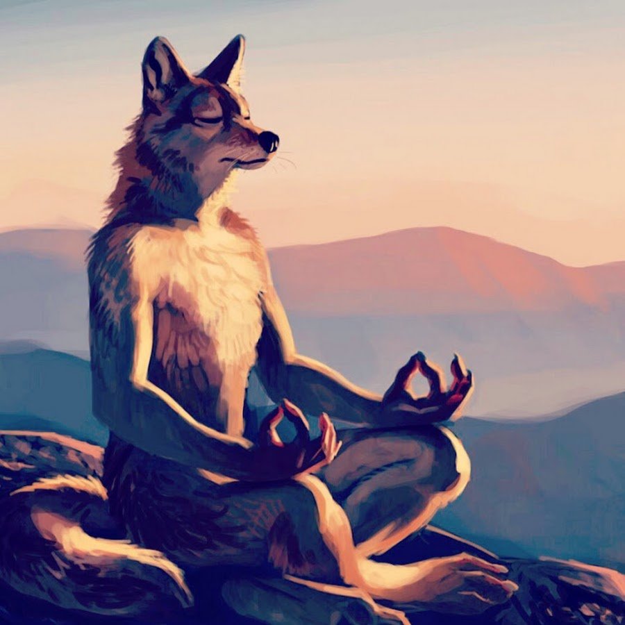 Фото койота на белом фоне