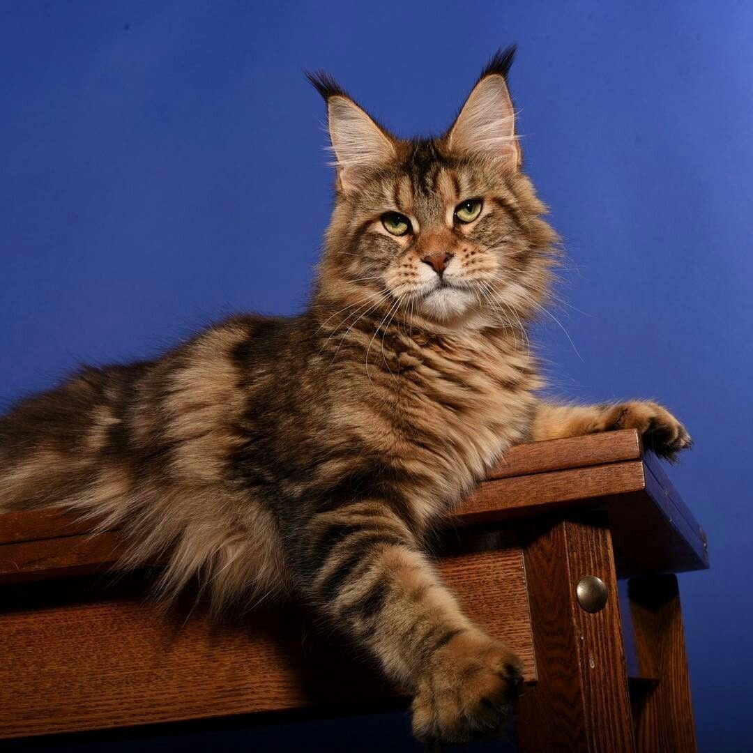 Американский Мейн кун