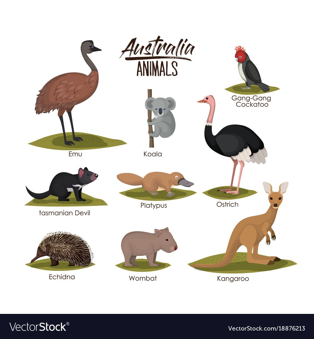 Кенгуру Квокка