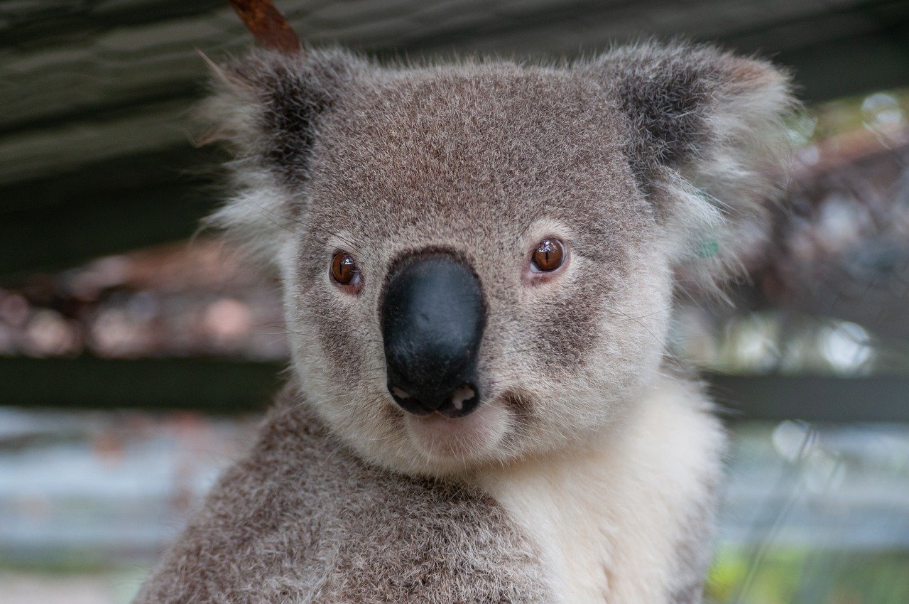 Австралийское животное меняющее внешний вид. Коала в Австралии. Эндемики Австралии. Кенгуру, коалу и вомбат. Австралия кенгуру и коала.