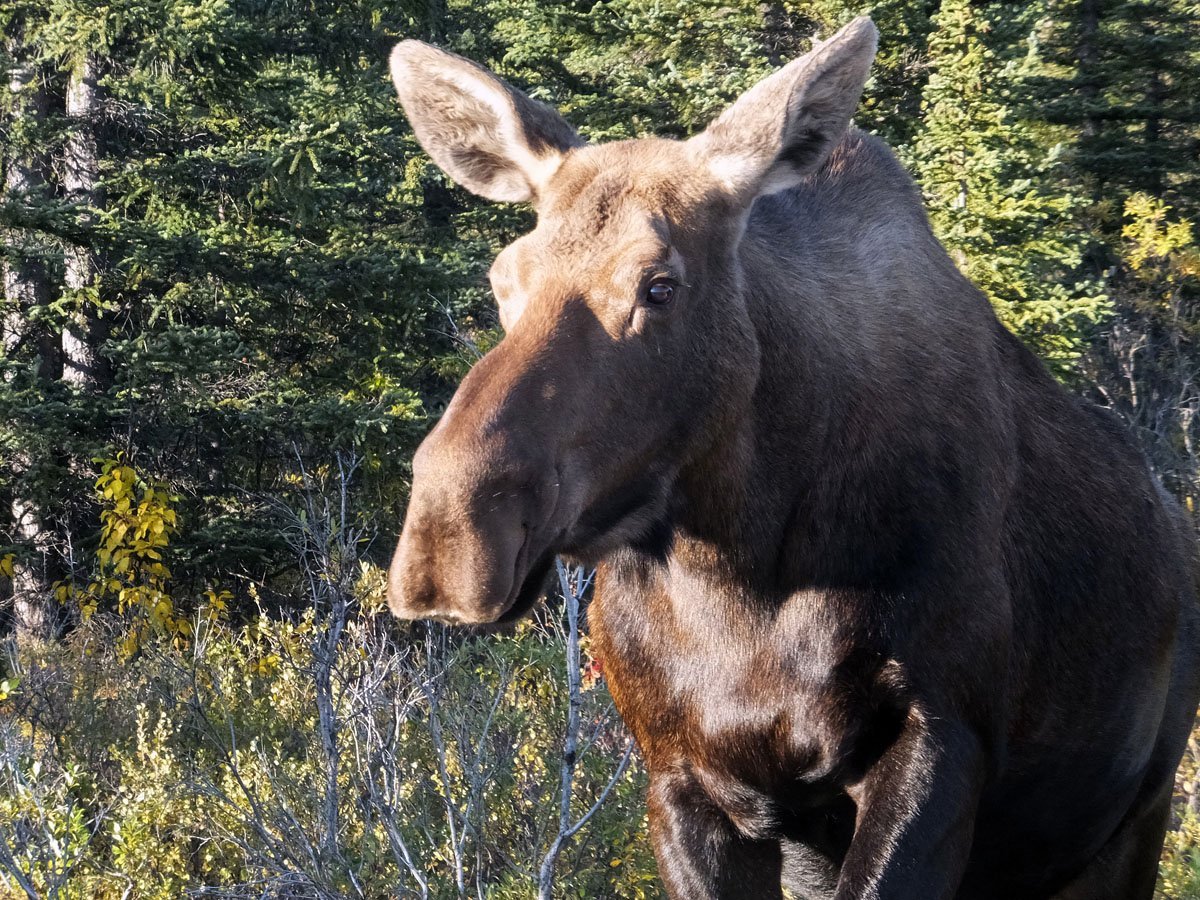 Уссурийский Лось
