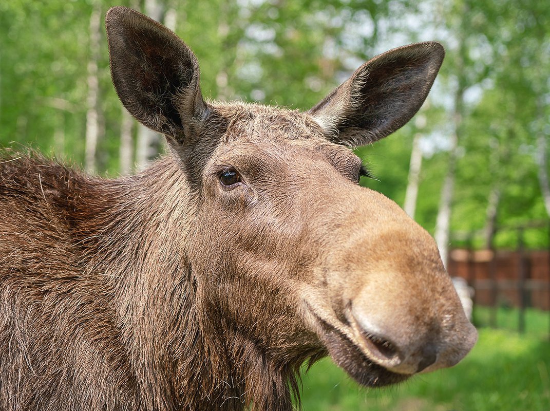 Безрогий Лось