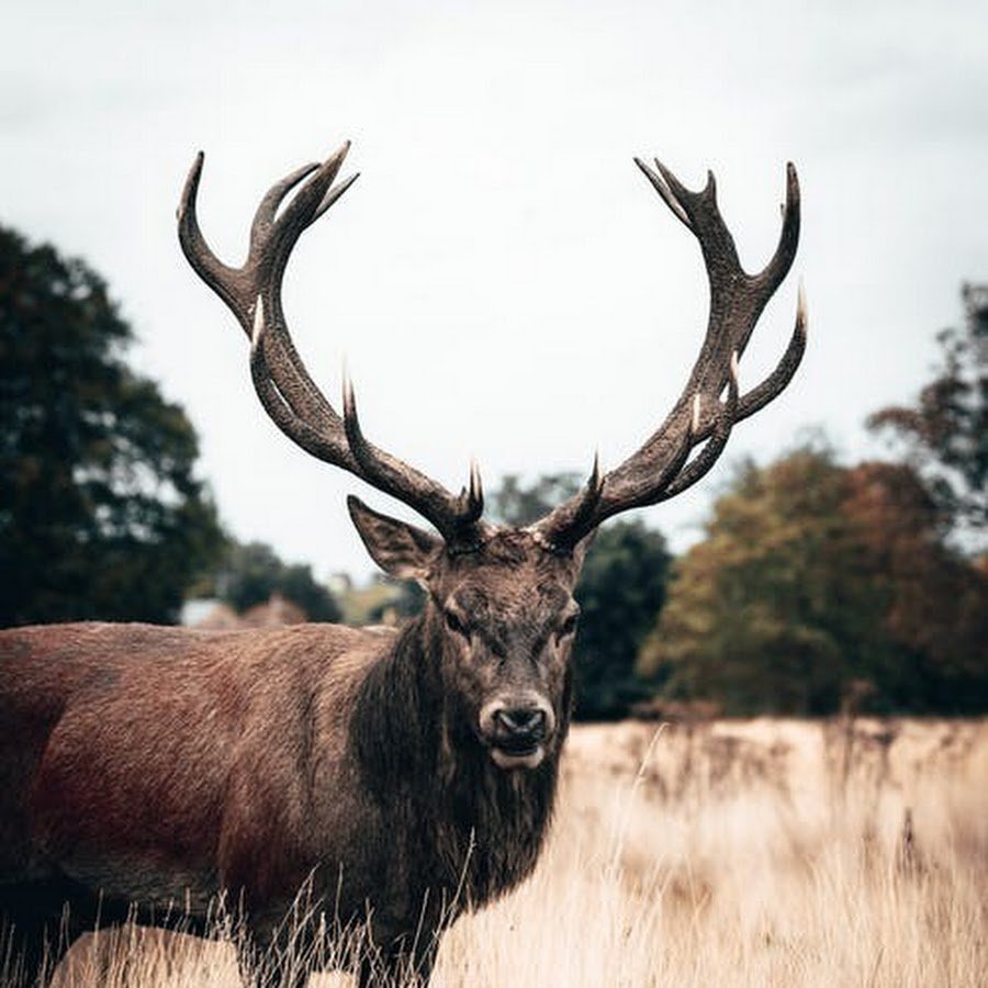 Большие рога оленя