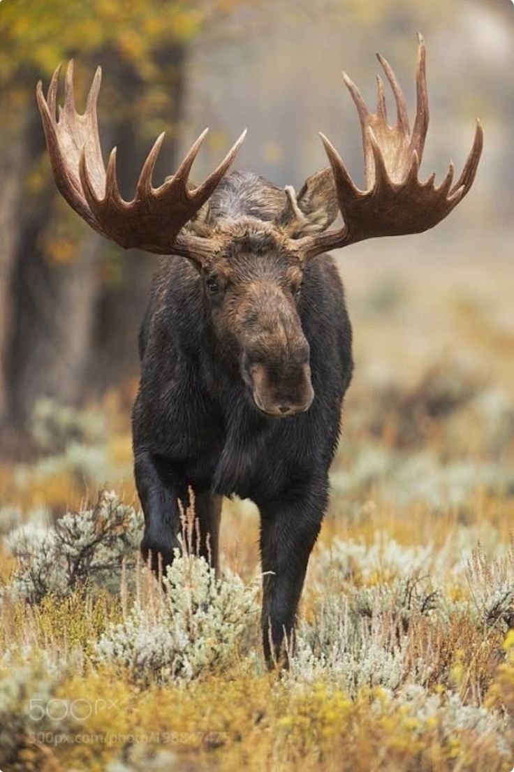 Сохатый Лось