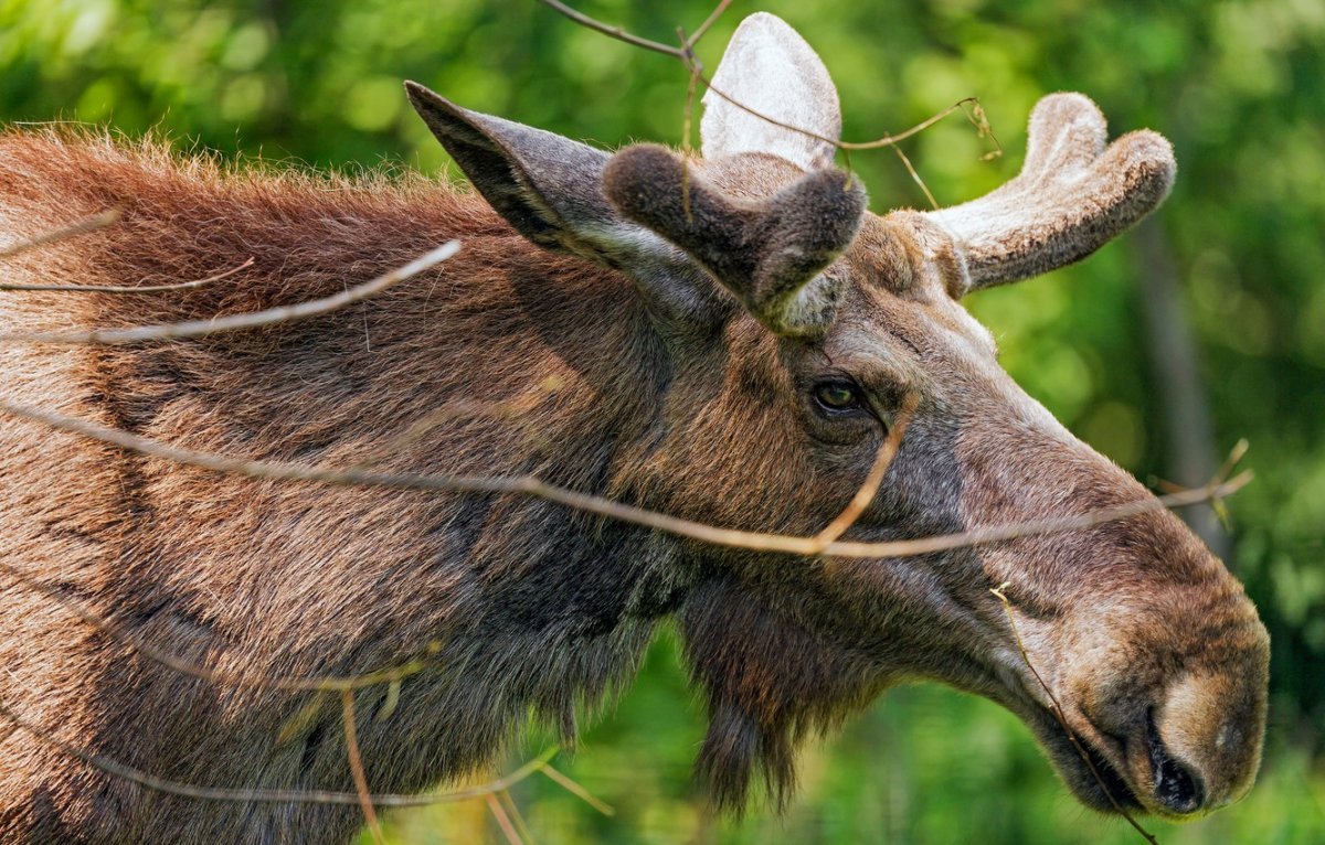 Лось без Рогов