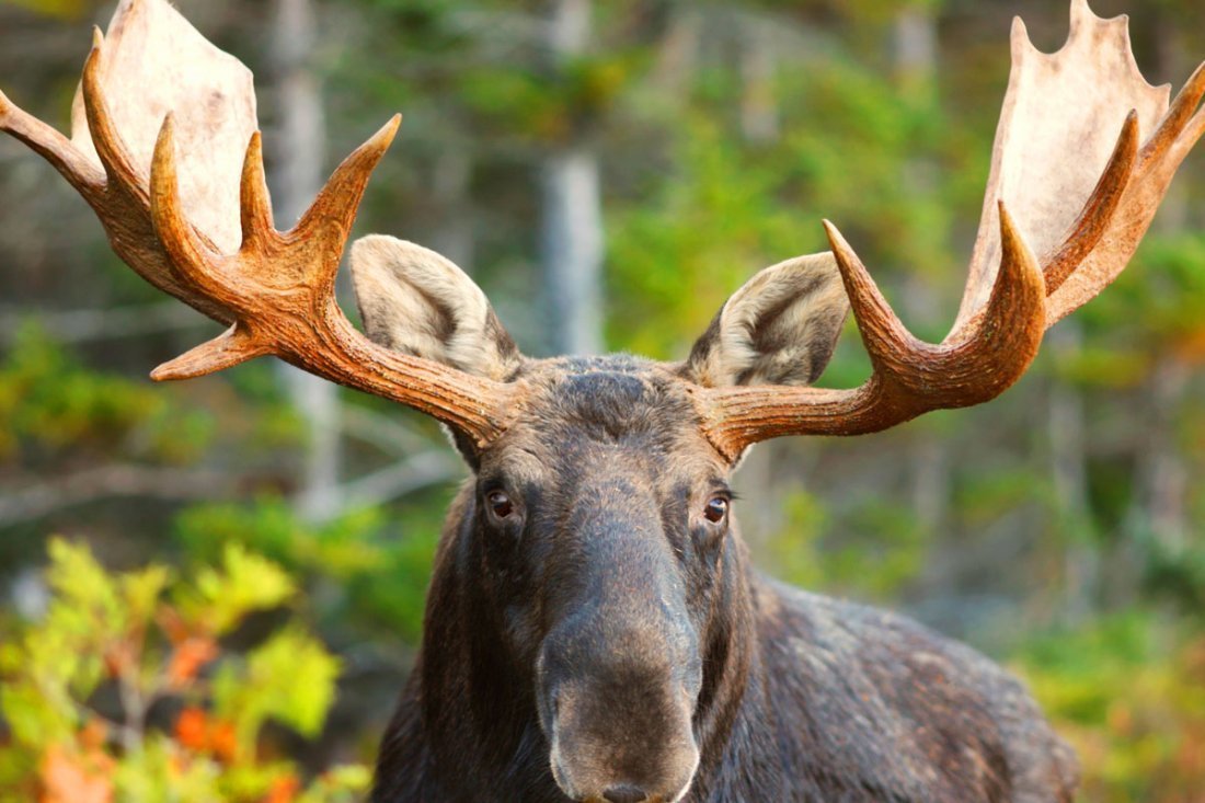 Сахатова Лось