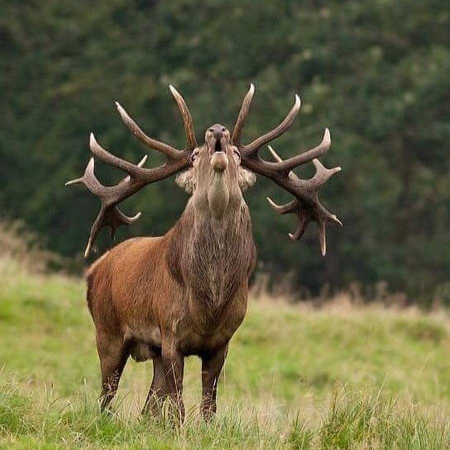 Лань с ветвистыми рогами