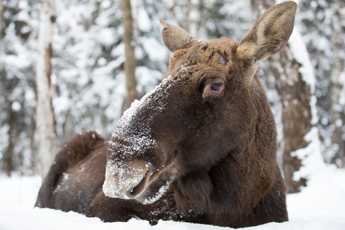 Безрогий Лось