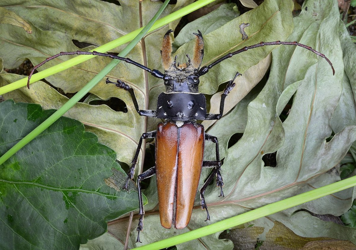 Уссурийский Жук усач