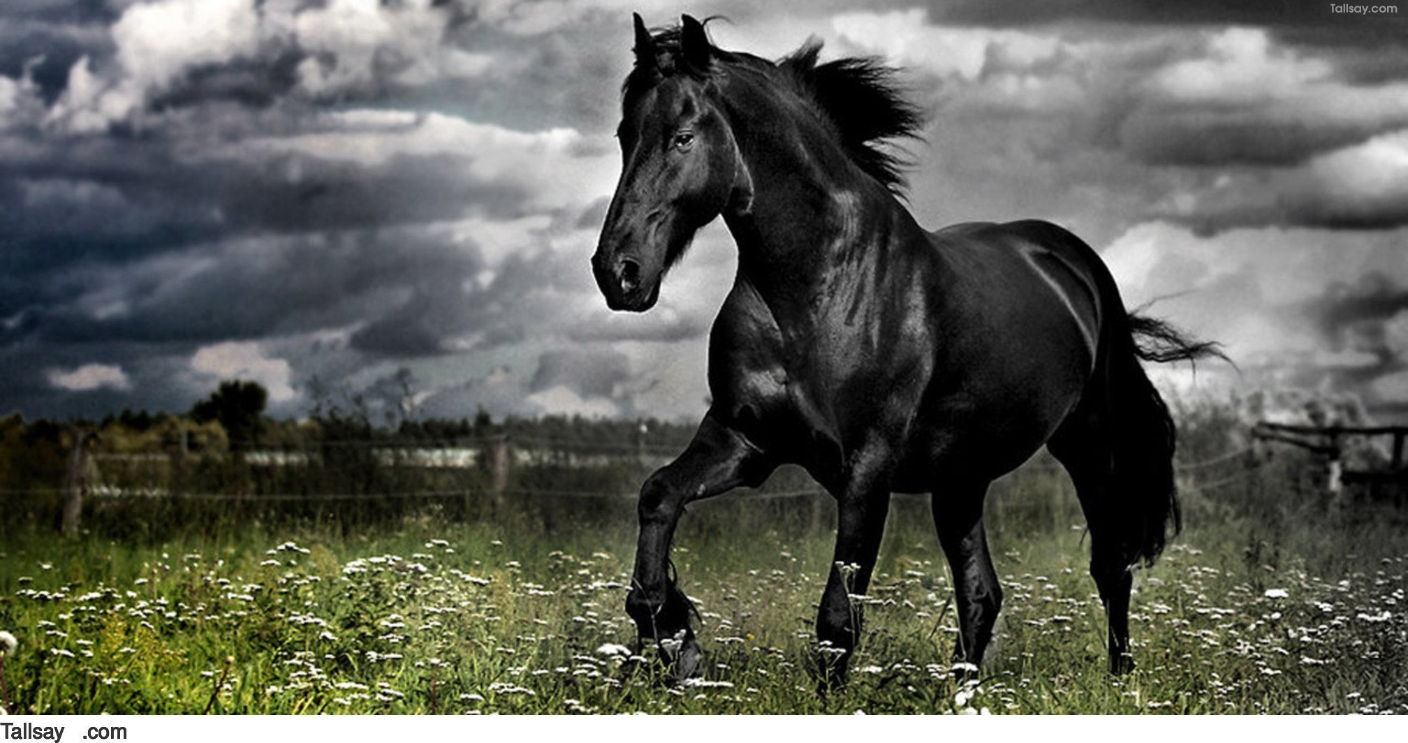 Сонник черная лошадь. Вороной Мустанг иноходец. Вороной Мустанг лошадь. Мустанг лошадь черный. Черная Вороная лошадь.