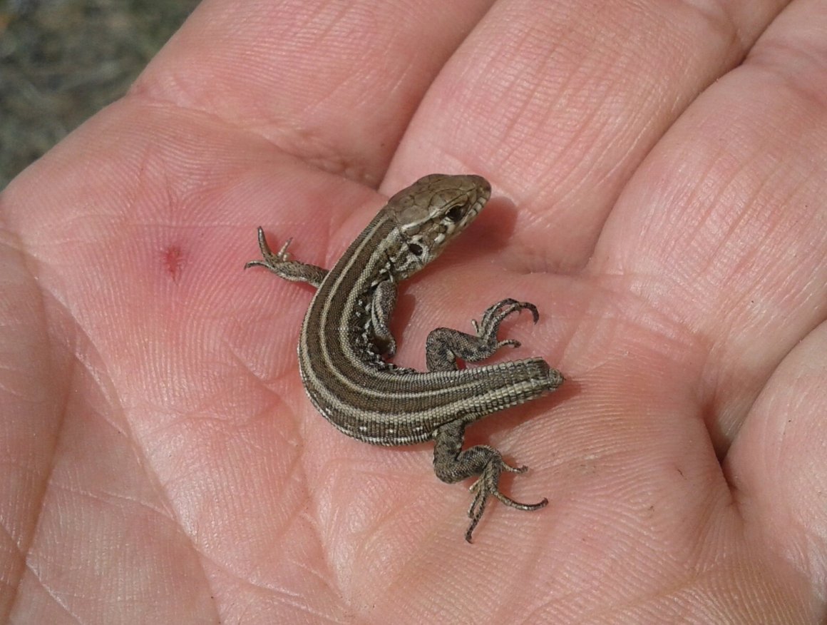 Прыткая ящерица хвост