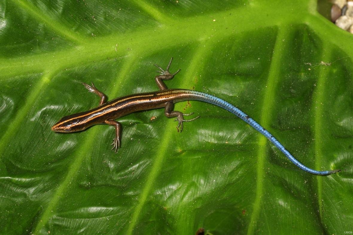 Ящерица без хвоста