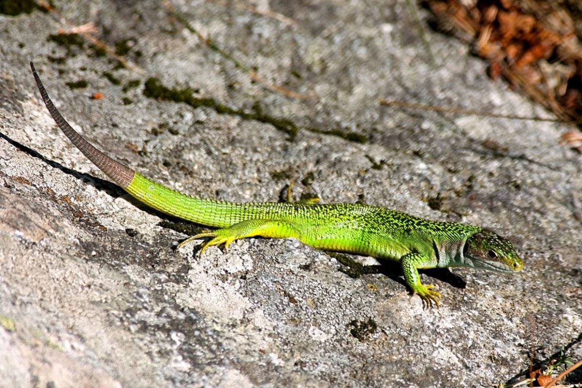 Питиусенская ящерица