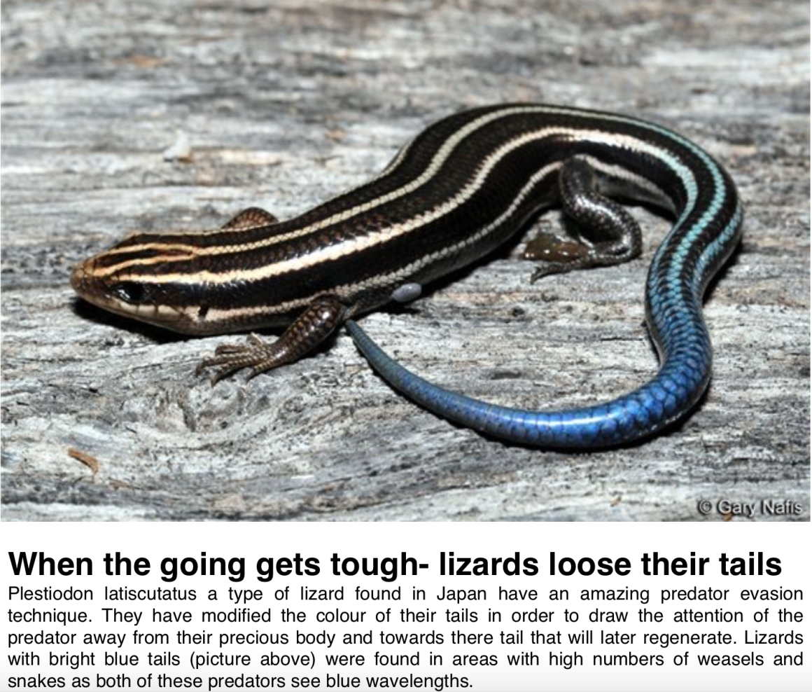 Дальневосточный сцинк