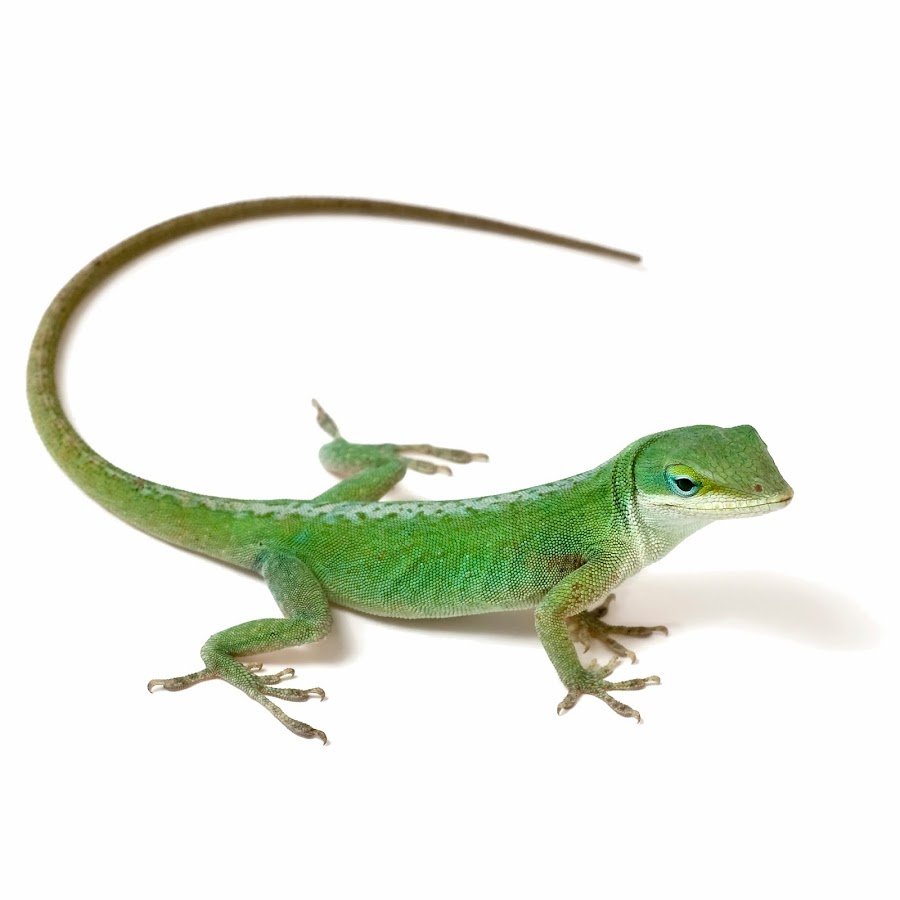 Ящерица на белом фоне