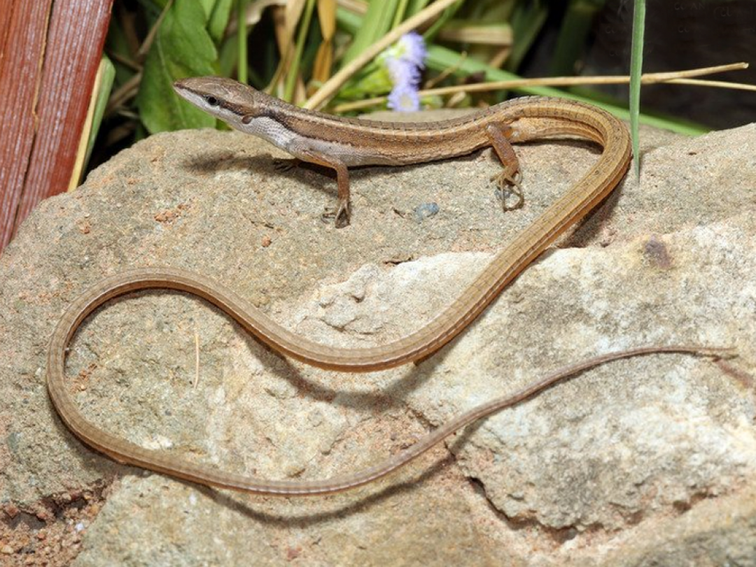 Амурская долгохвостка