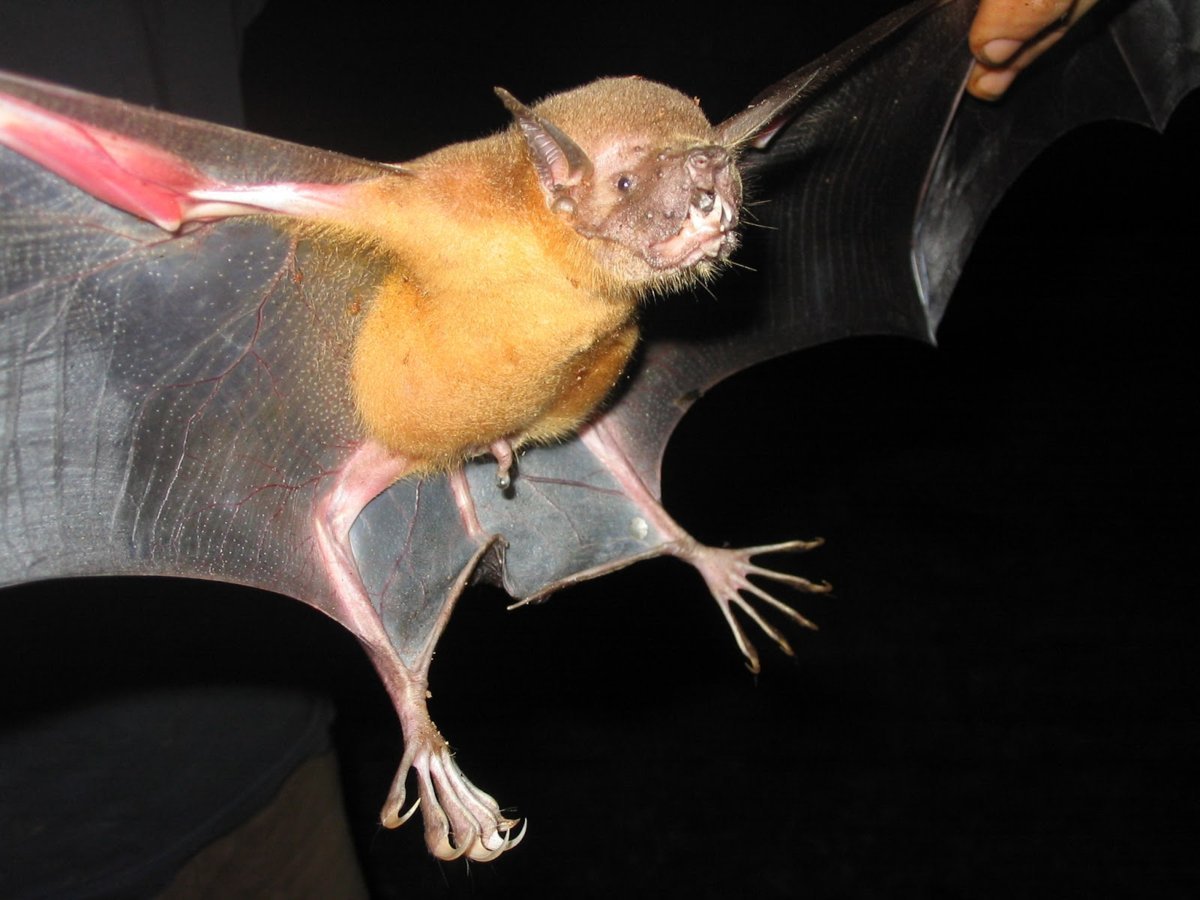 Noctilio Leporinus