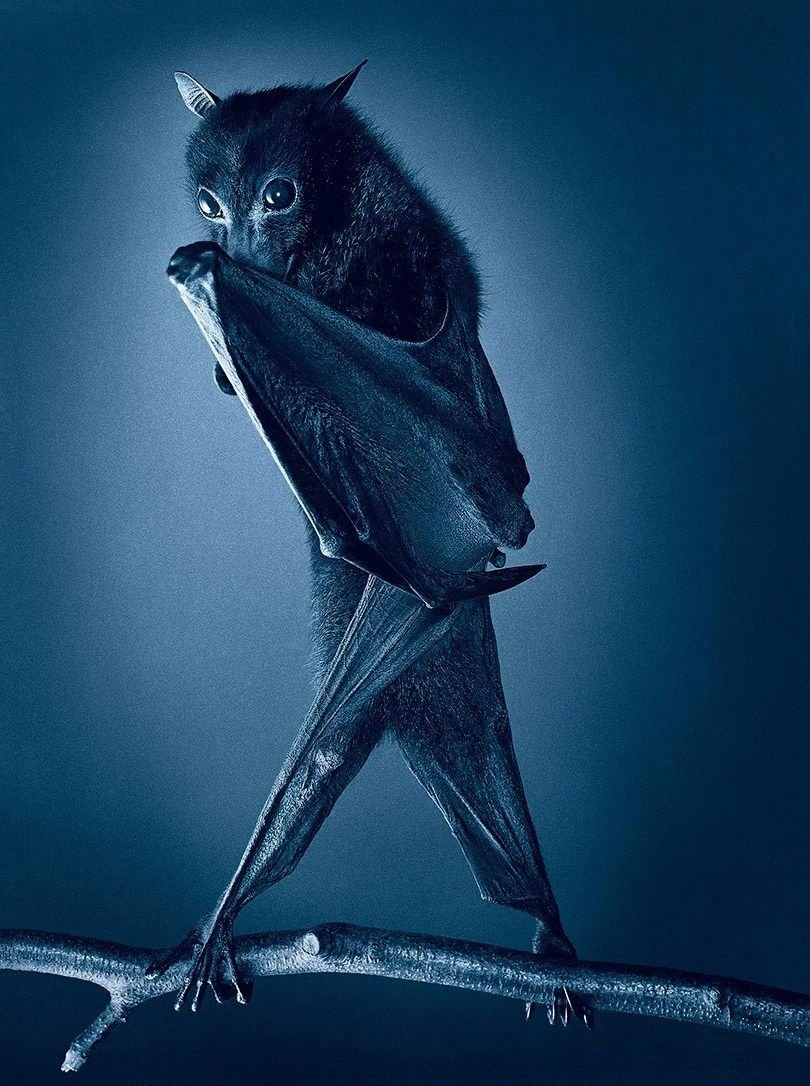 Летучая мышь нетопырь