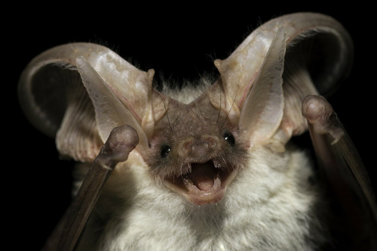 Летучая мышь ночница