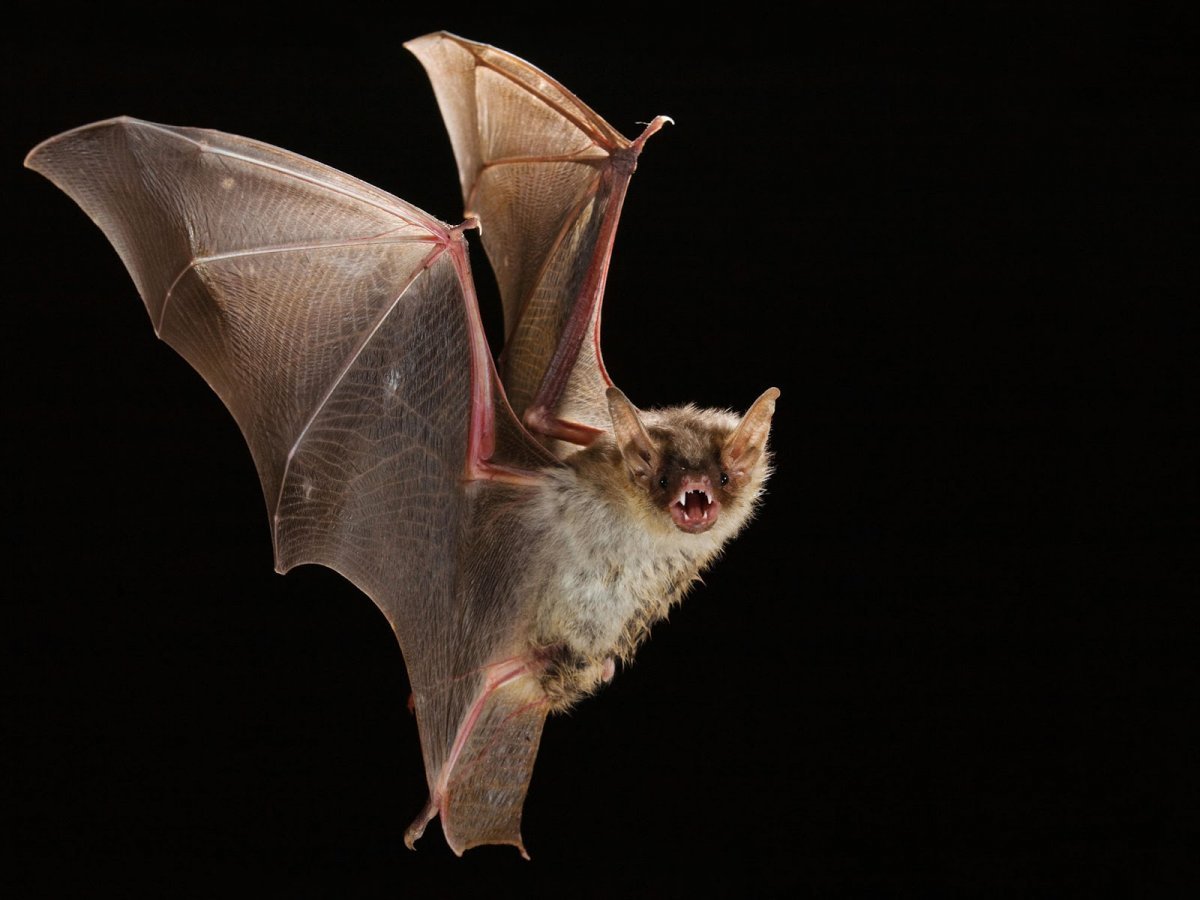 Ушан вечерница ночница