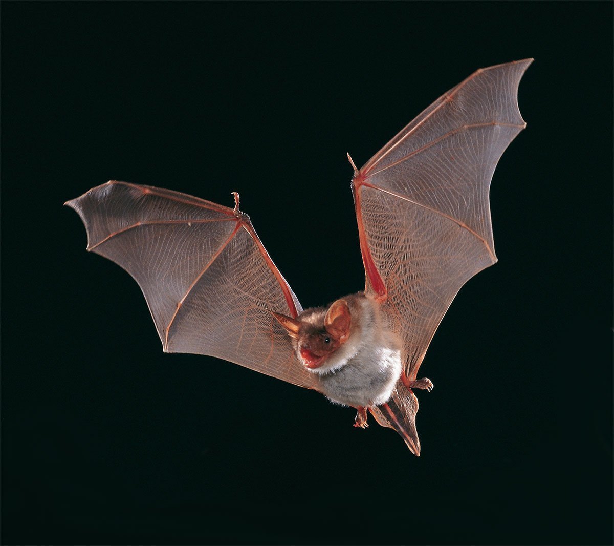 Крылан летучая лисица альбинос