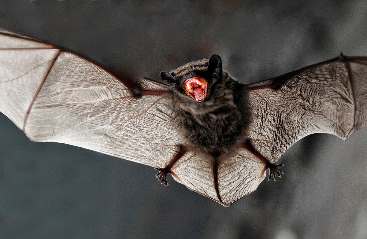 Гигантская вечерница