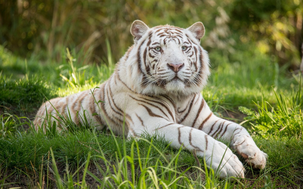 Тайгер 10. Бенгальский тигр. Амурский тигр белый. Белый тигр и бенгальский тигр. Уссурийский тигр белый.