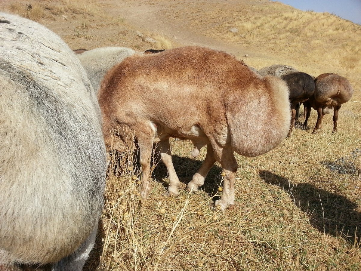 Гиссары порода овец