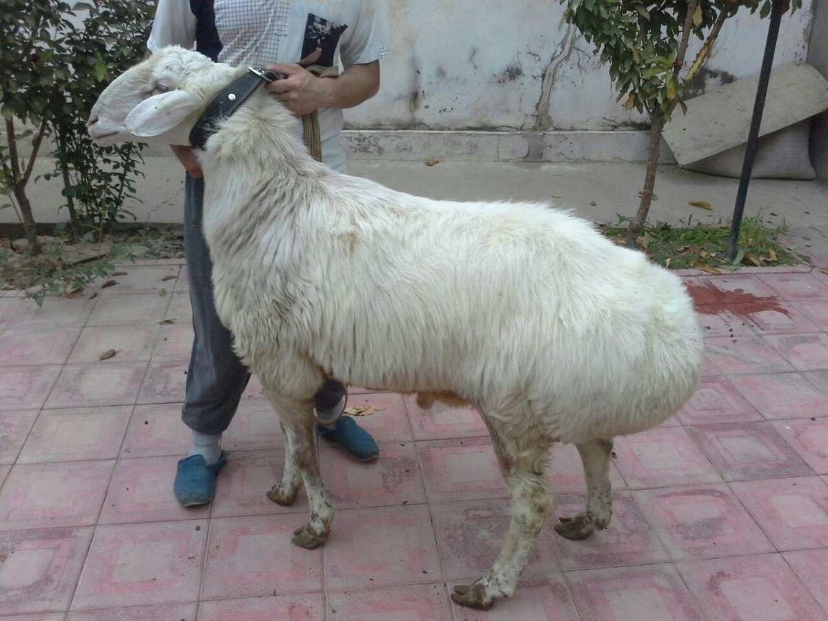 Курдючные овцы