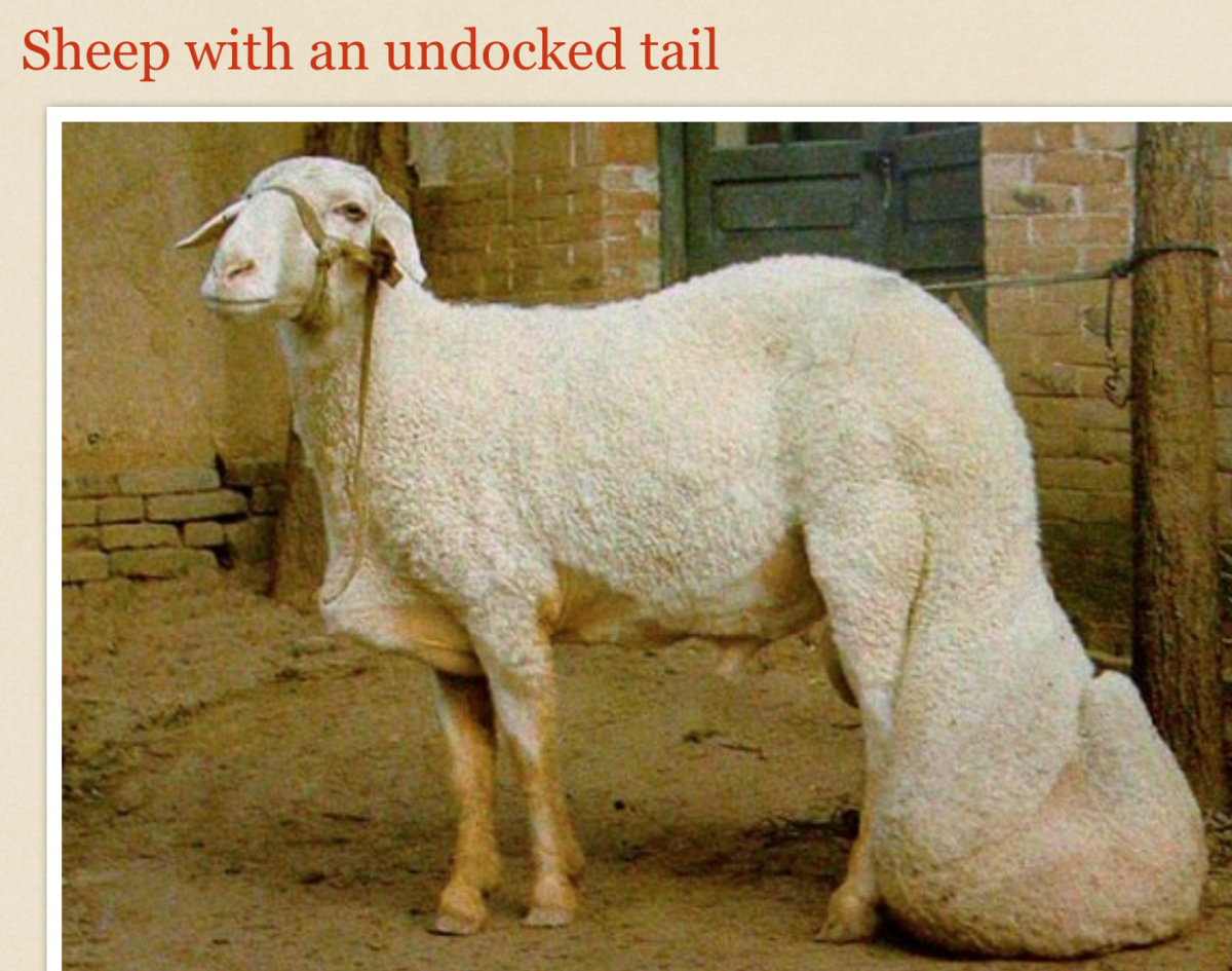 Гиссарская порода