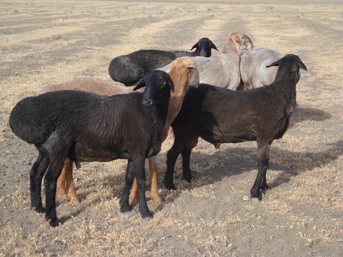 Баран гиссарской породы стриженый