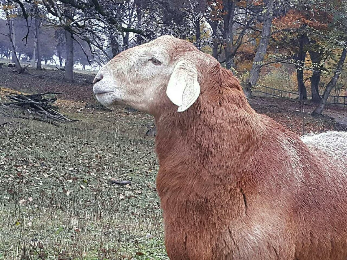 Гиссарские ягнята 10 дней